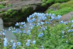 Paracaryopsis lambertiana